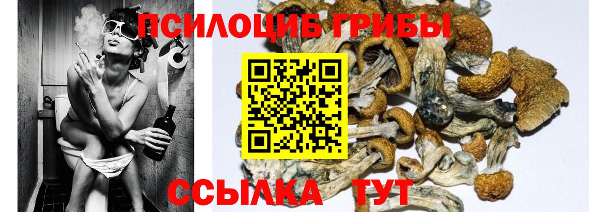 Карачаевск  Псилоцибиновые грибы Magic Shrooms  Вход с VPN 